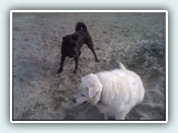 the beach 025