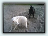 the beach 028