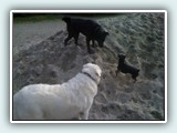 the beach 031