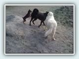 the beach 046