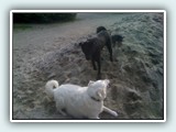 the beach 051