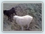 the beach 052