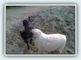 the beach 053
